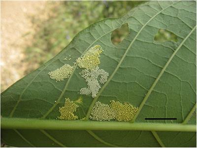 Selection Forces Driving Herding of Herbivorous Insect Larvae